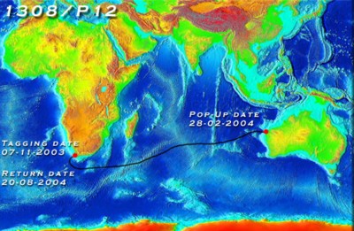 Mappa Nicole squalo bianco